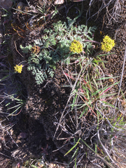 Lomatium grayi