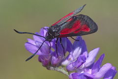 Zygaena osterodensis