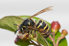 Dolichovespula alpicola