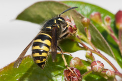 Dolichovespula alpicola