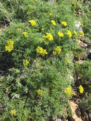 Lomatium dissectum