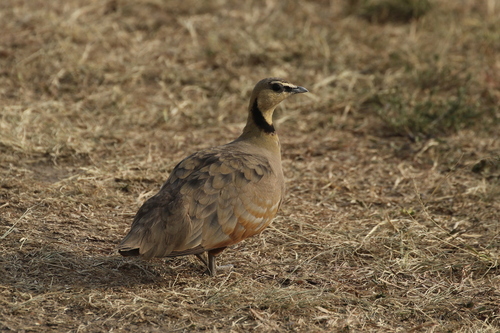 Yellow-throated Sandgrouse (Pterocles gutturalis), photo 10