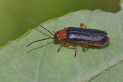 Cantharis flavilabris