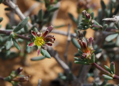 Gymnocarpos decander