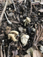Helvellaceae