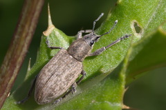 Tanymecus palliatus