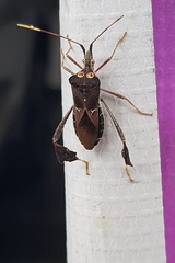 Leptoglossus zonatus