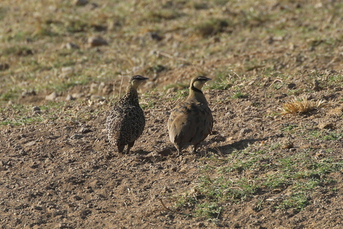 Yellow-throated Sandgrouse (Pterocles gutturalis), photo 8