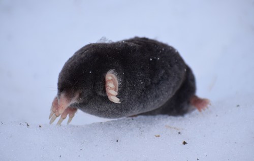 Hairy-tailed Mole