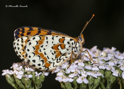 Spotted Fritillary