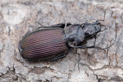Pterostichus mannerheimii