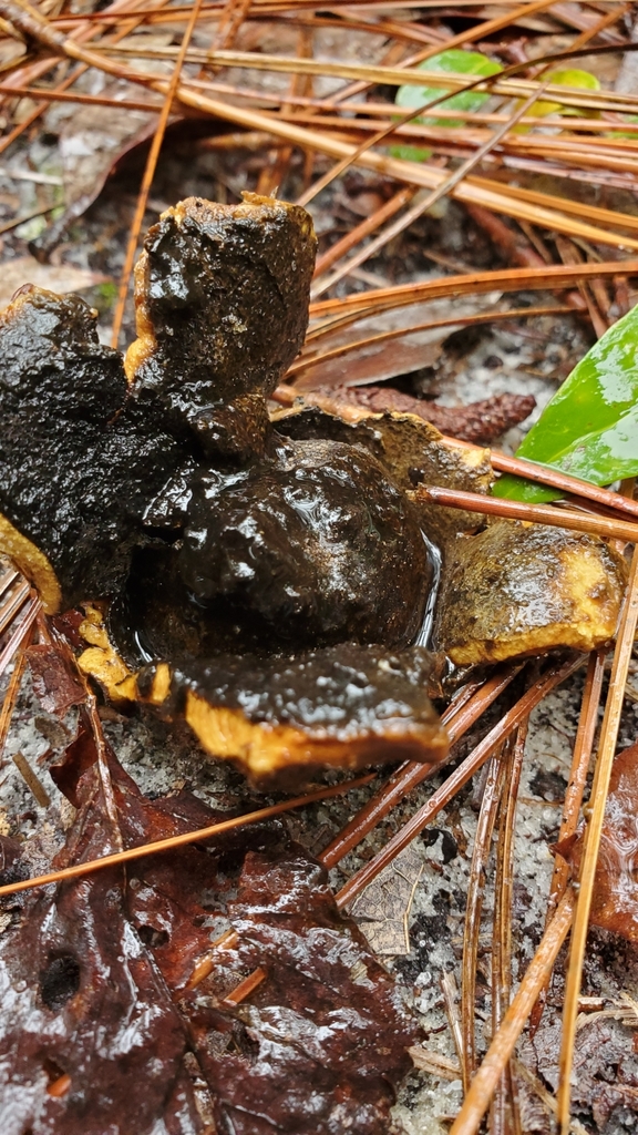 Manyrooted Earthball from Carleton Place, Wilmington, NC, USA on