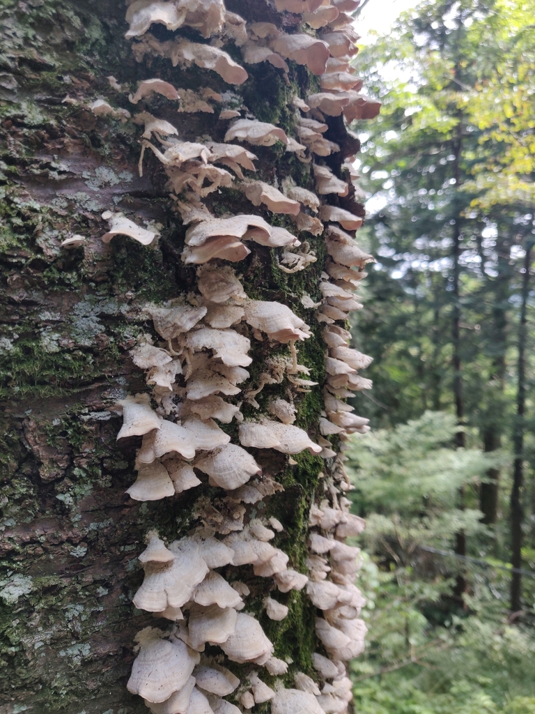 Trichaptum biforme · October 2023 · photo: © alex_wentworth (iNaturalist, cc-by)