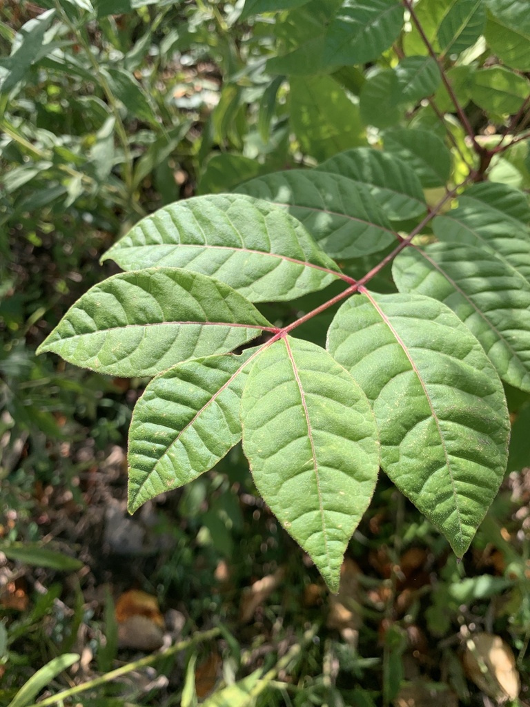 poison sumac from Michigan State University, East Lansing, MI, US on October 9, 2023 at 0411 PM