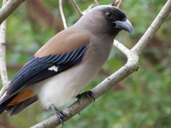 Grey Treepie photo 2