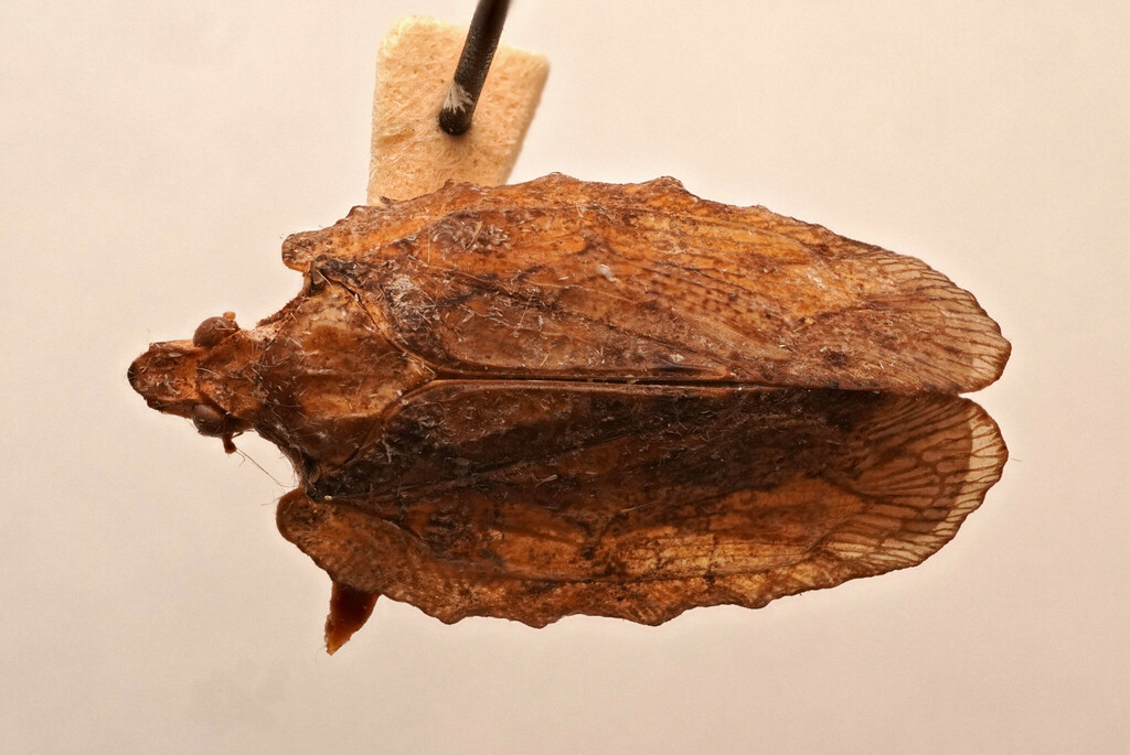Atracodes albus