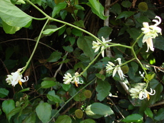 Solanum uncinellum
