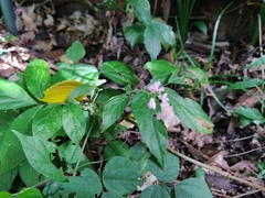 Hylodesmum oldhamii, photograph Alexander Wentworth, CC BY, iNaturalist via GBIF