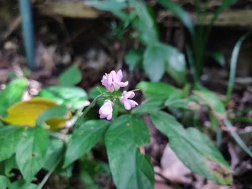 Image of Hylodesmum oldhamii by (c) Alexander Wentworth, some rights reserved (CC BY)