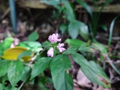 Hylodesmum oldhamii, photograph Alexander Wentworth, CC BY, iNaturalist via GBIF