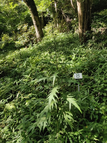 Cirsium microspicatum iNat (2)