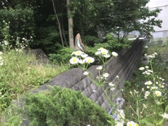 Graphium sarpedon nipponum