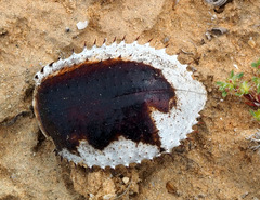 Prionotheca coronata