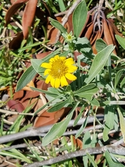 Borrichia frutescens image