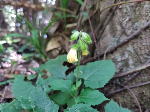 Image of Salvia nipponica by (c) Alexander Wentworth, some rights reserved (CC BY)