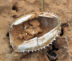 Prionotheca coronata