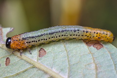 Euura miliaris