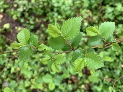 Ulmus pumila