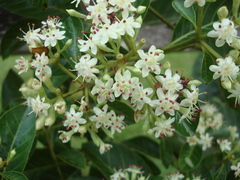 Calycophyllum spruceanum