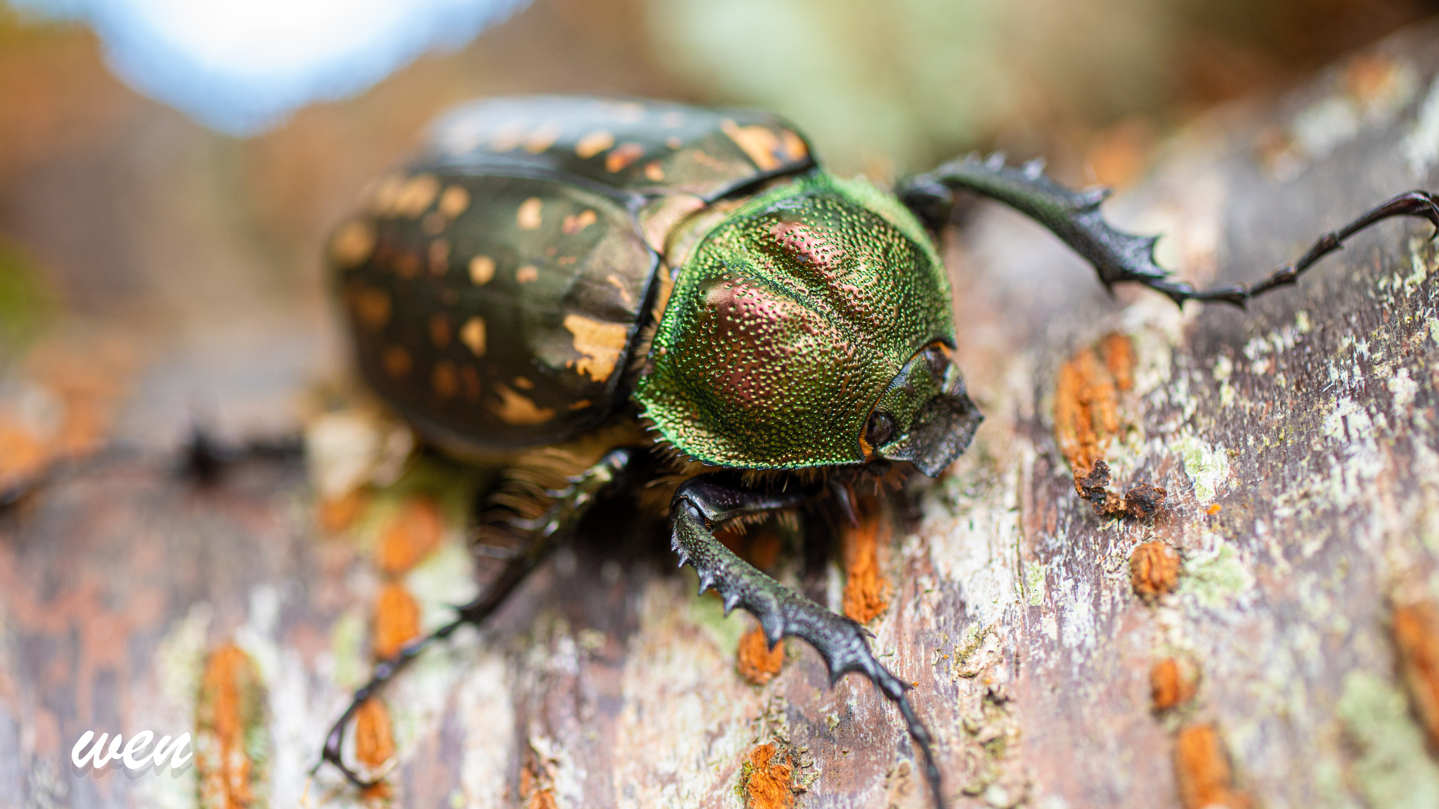 Cheirotonus formosanus · ArgentiNat
