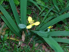 Trimezia steyermarkii