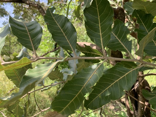 Foto de Cipó-de-fogo