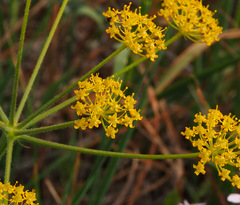 Leiotulus secacul