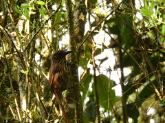 Thripadectes