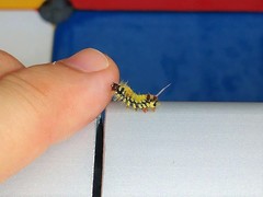 Lophocampa citrina