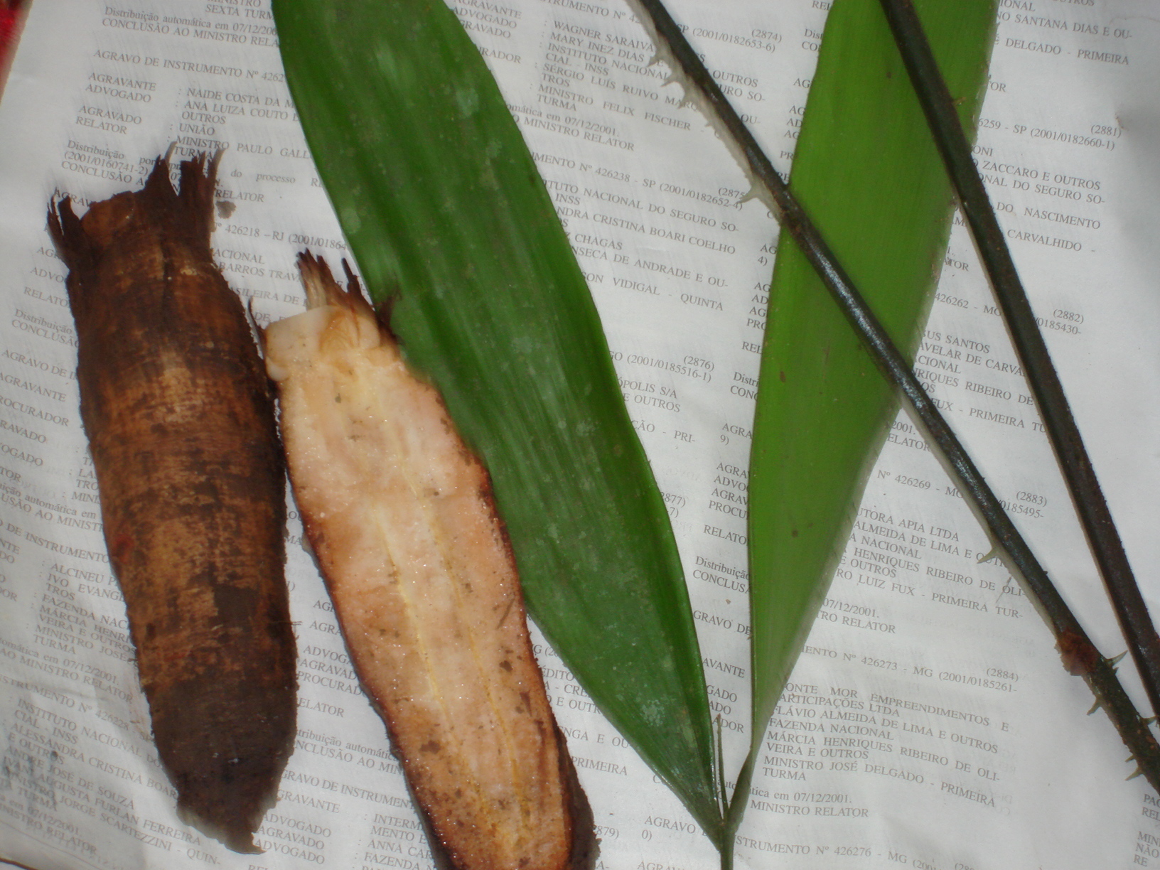 Zamia ulei
