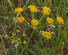 Leiotulus secacul