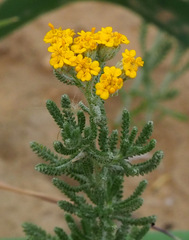 Achillea tenuifolia