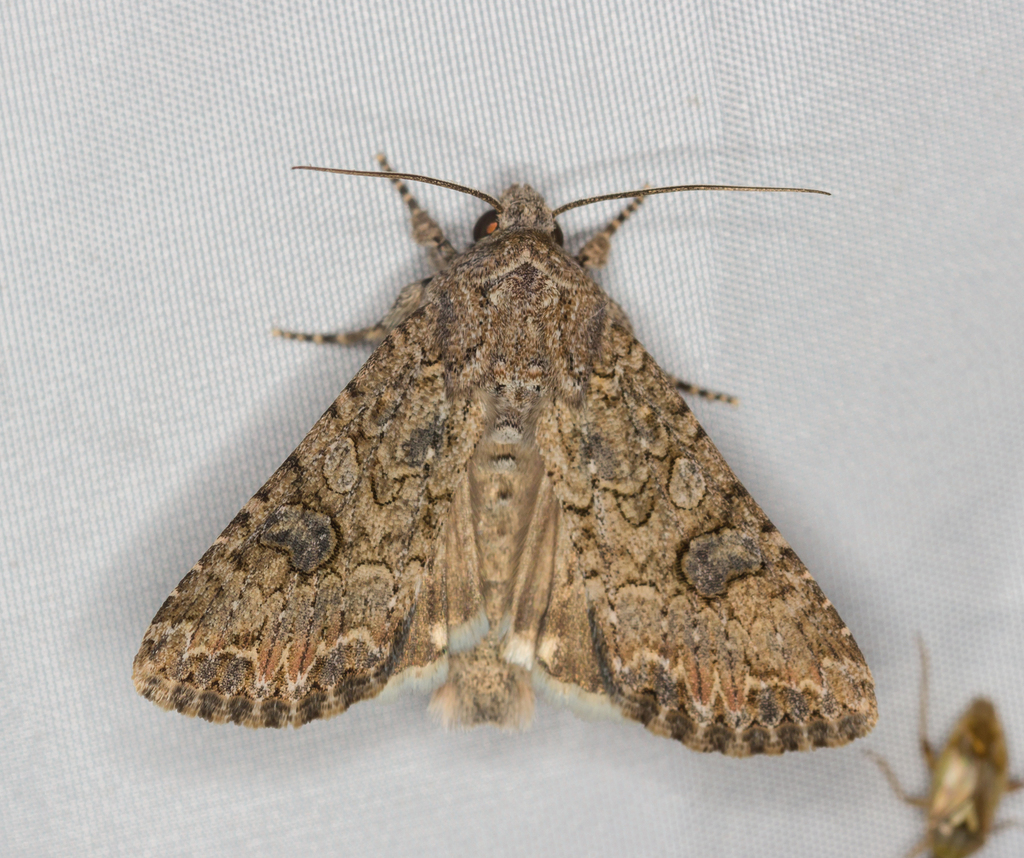 Nutmeg Moth