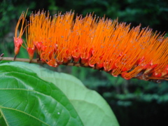 Combretum fruticosum