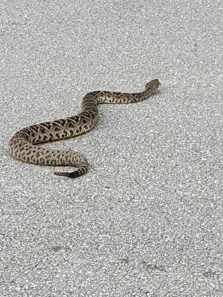 Eastern Diamondback Rattlesnake (Venomous and Nonvenomous Snakes of