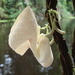Aristolochia ruiziana - Photo (c) Marcus Athaydes, some rights reserved (CC BY-NC), uploaded by Marcus Athaydes