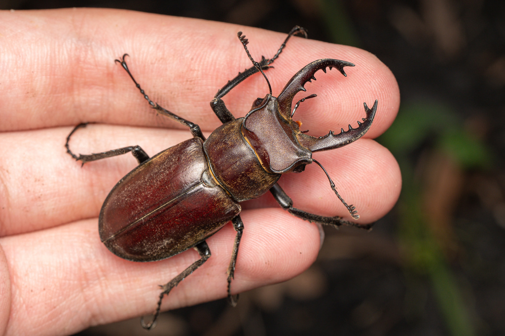 Lucanus kanoi