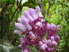 Palicourea lasiantha