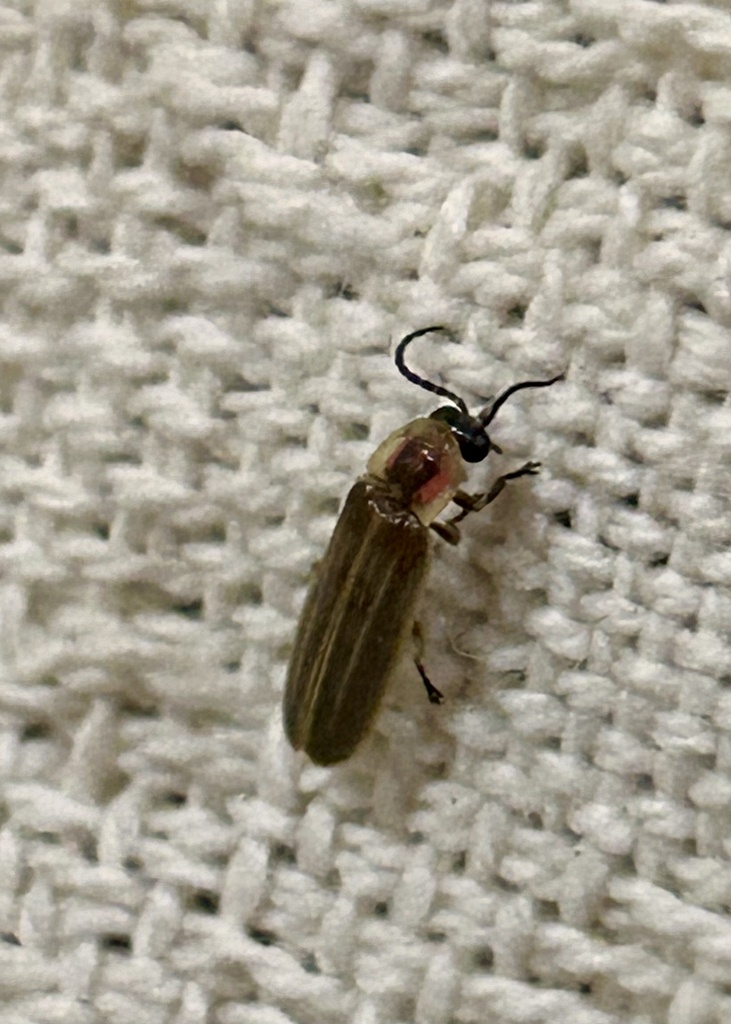 Photinus tenuilineatus