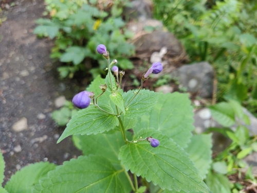 Tripora divaricata, photograph 6